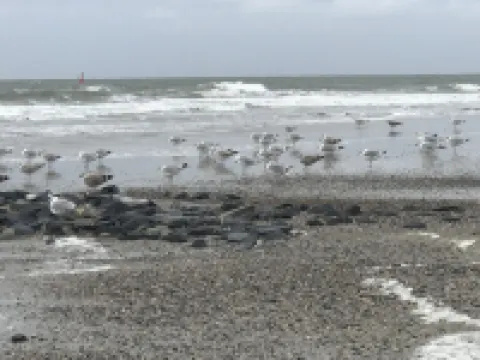 Cozy and bright furnished apartment centrally located Hotéis em Norderney