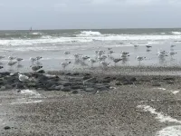 Cozy and bright furnished apartment centrally located