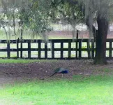 Two Old Goats Farm