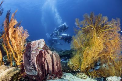 その他 フォーラ ダイビング リゾート パタヤ ビーチの写真