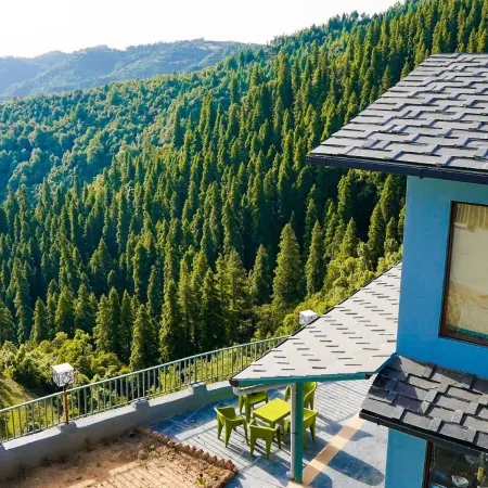 The Himalayan Deodar
