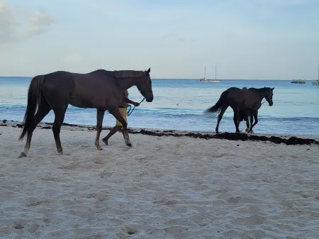 A modern and spacious house, steps to the beach with a private pool!! Отели в г. Холтаун