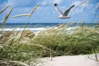 Apartment in Knokke by the North Sea - Apartments