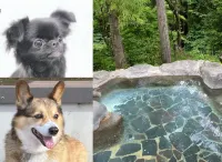 Yuyado Osanpo-Biyori - Pet friendly