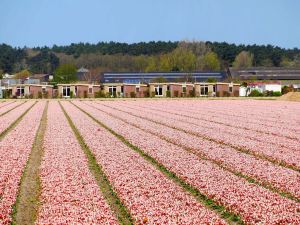 De Wijde Blick