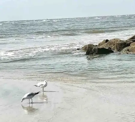 Charming Loverbirds Nest.  Steps from Sunkissesd Tybee Beach Pier and Pavilion
