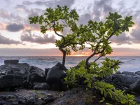 HOUSE OF PALMS - Hawaiian Paradise Park, Puna Coast, Big Island, HI