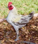 French Inspired Cottage on Boutique Farm