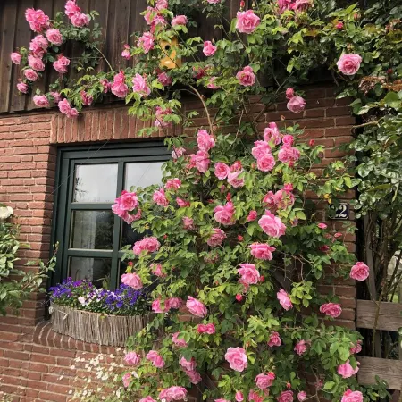 Vacation home with cottage garden on the Baltic Sea Отели в г. Шёнберг