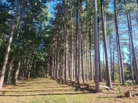 Tranquil Country Stay Among Pines6 miles from Culver. 39 mile from Notre Dame. Hotels in West Township