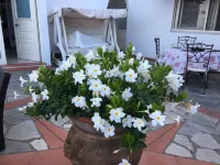 B&B Il Grappolo Hotels in Anacapri