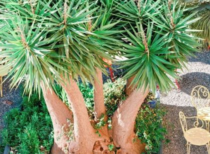 Hôtel Lemon - Menton Riviera Merveilles
