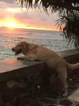WB Villa - Ocean View