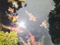 New luxury apartment for 2 persons in Castricum, near dunes and beach. Hotel a Castricum