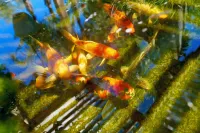 La Casita-Quiet & serene 1bedroom home in nature with AC & WIFI in Lake Elsinore