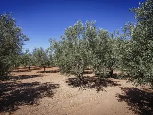 シケリケ - レジデンス スル マレ