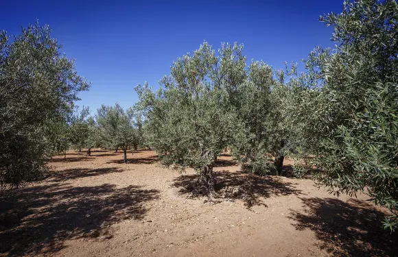 錫克里卡 - 海濱住宅酒店