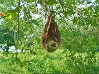 Jungle Paunch