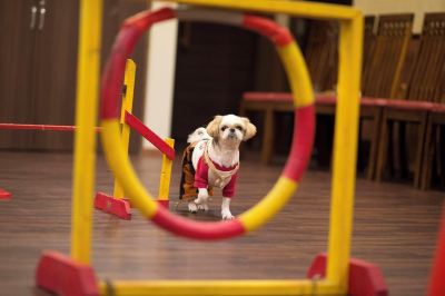 共有エリア 高山わんわんパラダイスの写真