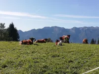 Holzhuette- Bohinj, Pokljuka