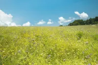 Your Bucolic Holidays at Lake Bracciano, with Friends or Family