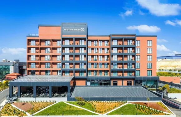 金色鬱金香格布基姆科賈埃利