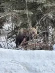 Prime location, Aurora viewing, Fast WI-FI!!