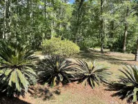 A charming cabin tucked in the woods