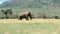 Ripo Wild Safaris Hôtels à : Aitong