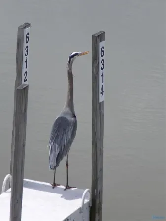 Great for Vacationers • Bird Watchers • Davis Bessie • Fishing-Charters on Site