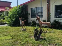 PEN Ann by Capital O Pharr McAllen TX Hotels in Pharr