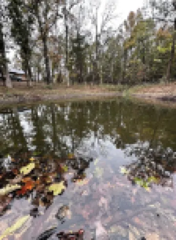 Honey Springs Cabin- restored historic cabin 12 minutes from Lake of the Ozarks