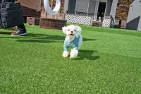 Taean (Anmyeondo) Contigo Dog Pension Hotels near Mongsanp'o-haesuyokchang