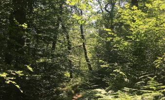 Cosy Woodland Off Grid Shepherds Hut - Hazel