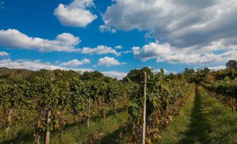 Agriturismo Il Piastrino