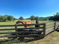 log home Only 10 min from Mammoth Cave Nat Park