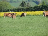 Les Vergers de la Vicomté d'Auge