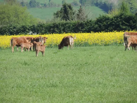 Les Vergers de la Vicomté d'Auge Отели в г. Рё