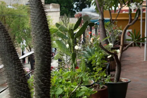 Hotel Boutique Casa Catrina