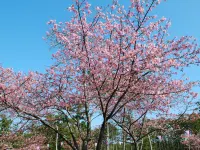 Hotel Kaanapali Hotels in Shirako