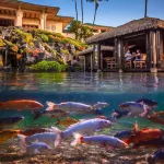 Tropical Rendezvous Suite - Luxury Studio in tropical gardens with koi ponds.