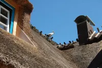 Pure idyll in a secluded location under the thatch at the edge of the forest Hotels in Schleswig-Flensburg