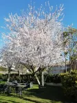 هوتل أنكورا Hotels near Calistenia Park