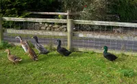 Valley Lodge Room Only Guest House Hoteles en Kiltimagh
