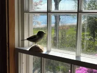 Historic 1785 Cape on 46 Forest Acres/ Water View/Pet Friendly Hotels in Lunenburg