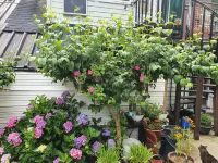 Yecheon Water Clear Mountain Pension