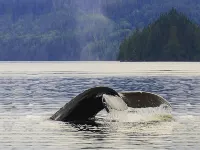 MStar Hotel Hotels in Kitimat