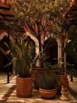 Hotel Boutique Casa Damiana - Wifi