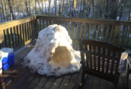 Peace-in-the-Forest Retreat - Singles, Couples, Artists, Forest Lovers