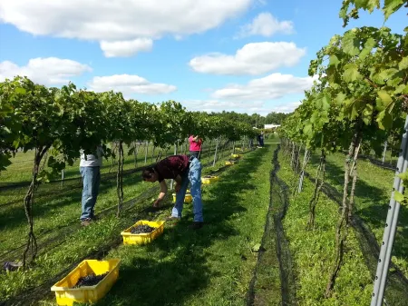 Unwind and Relax at Vineyard with Hot Tub and Massage On Site!